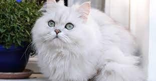 The Chinchilla Longhair Cat
