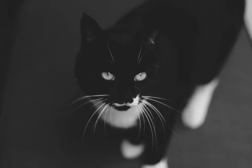 Black cat with white whiskers