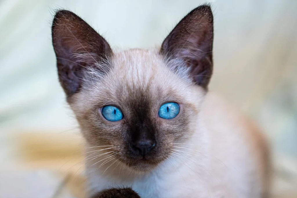 Blue eyed siamese cat