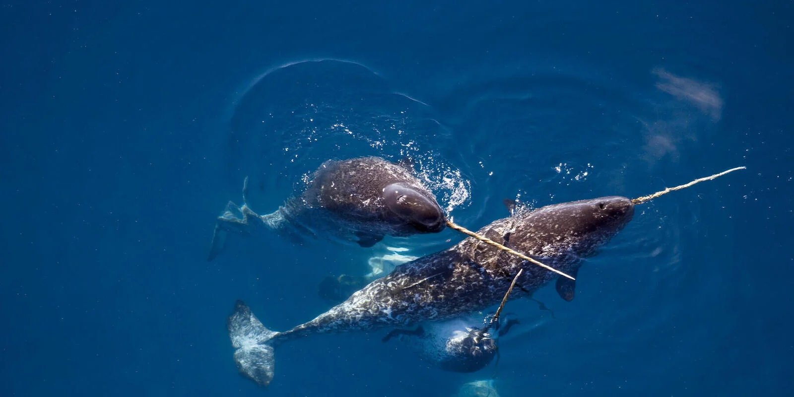 Male narwhals 