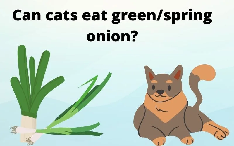 Can-cats-eat-greenspring-onion