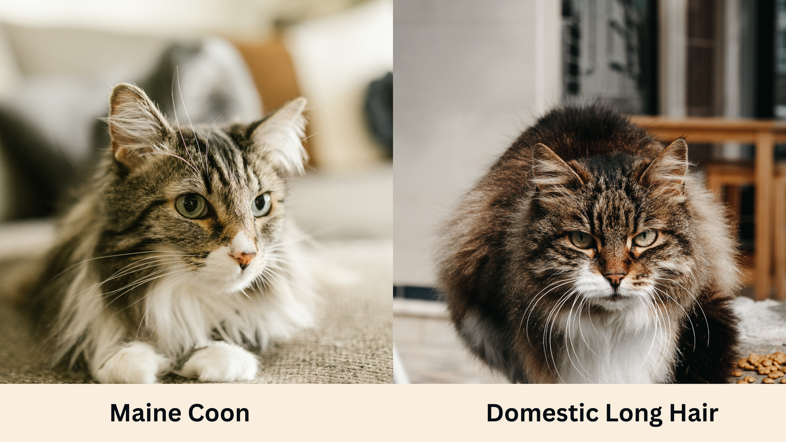 a maine coon and a domestic long hair sitting side by side