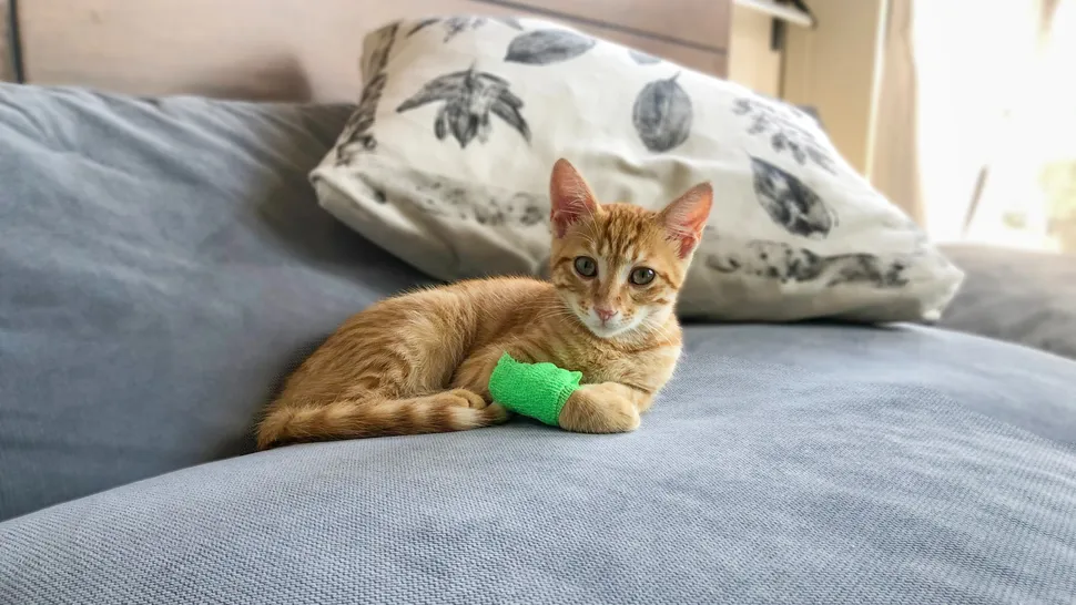 Cat sitting on bed with a healing band in one paw